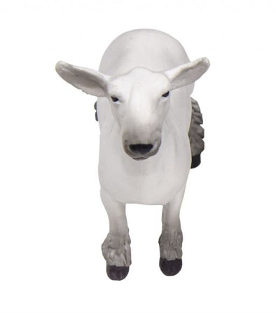 Dorset Lamb